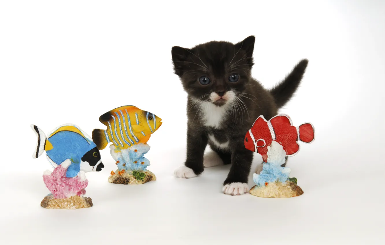 Photo wallpaper cat, fish, black, toy, baby, corals, white background, kitty