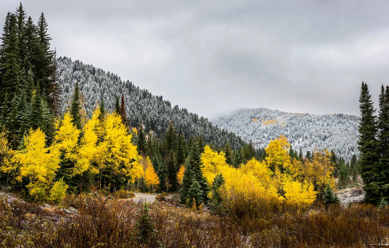Photo wallpaper frost, autumn, forest, clouds, snow, trees, mountains, dal