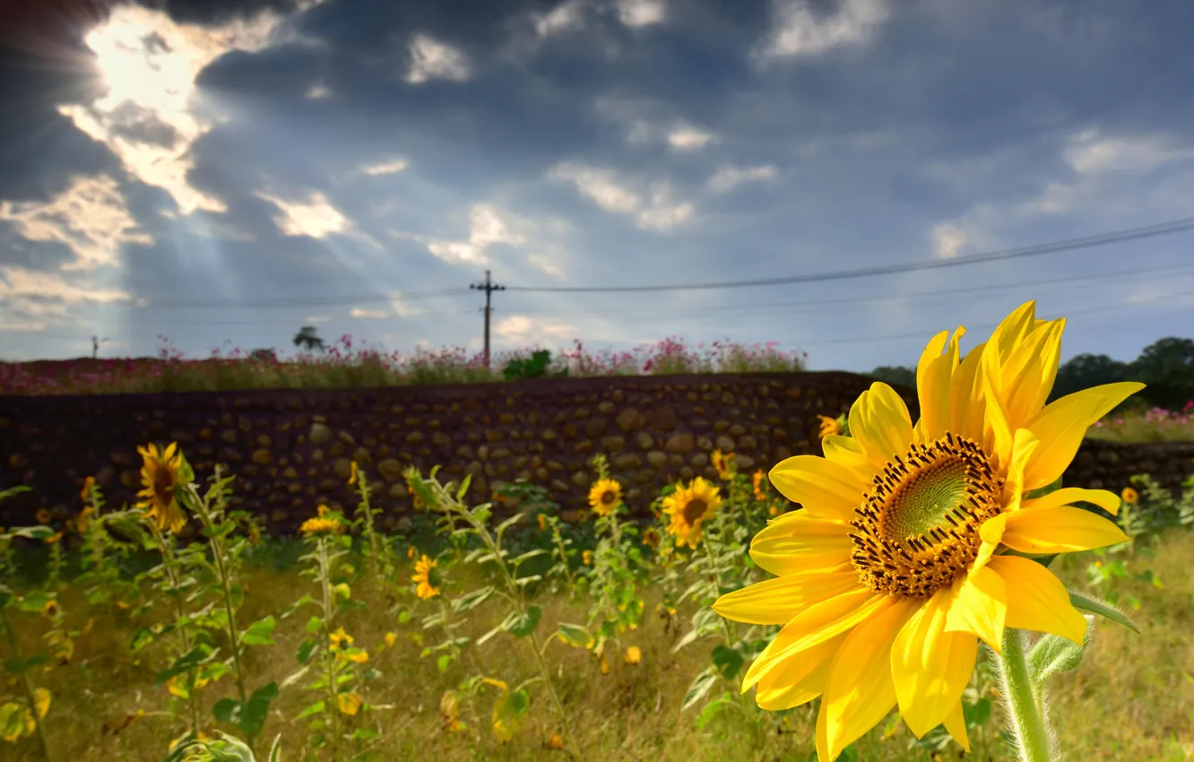 Photo wallpaper greens, summer, clouds, the fence, sunflower, focus, masonry, the sun's rays