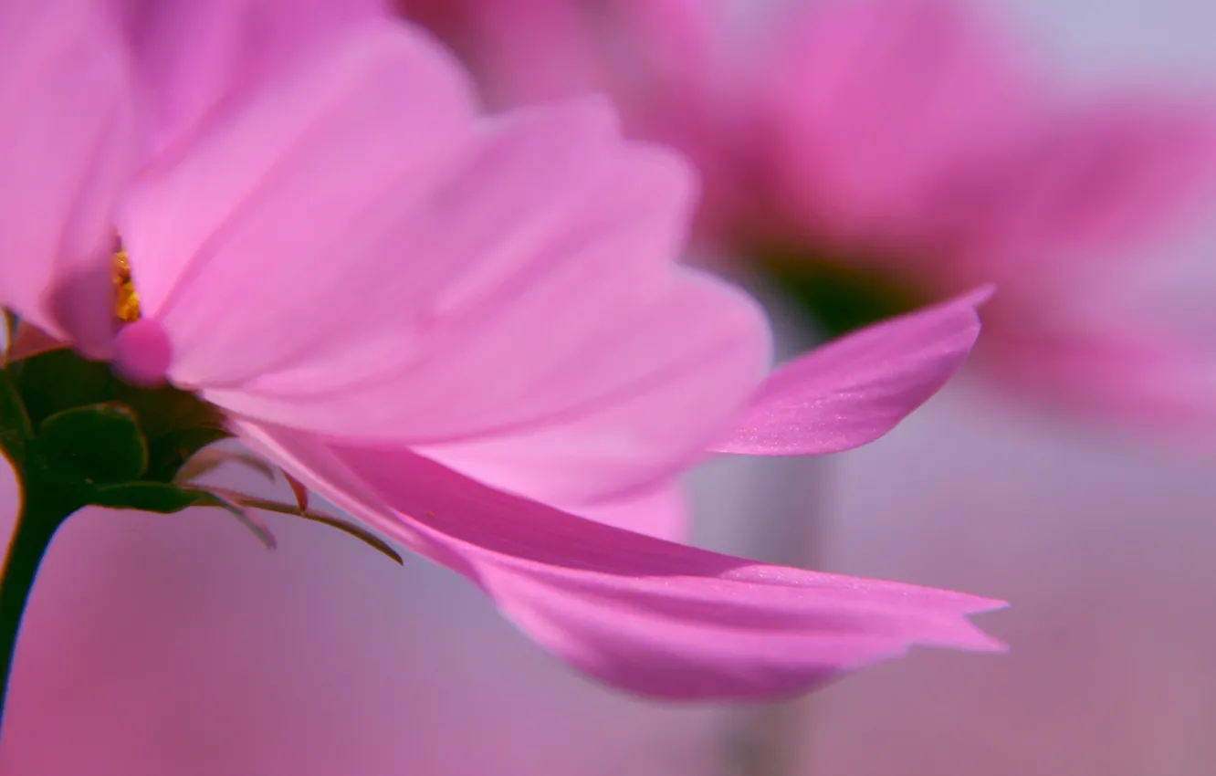 Photo wallpaper macro flowers, the delicate petals background