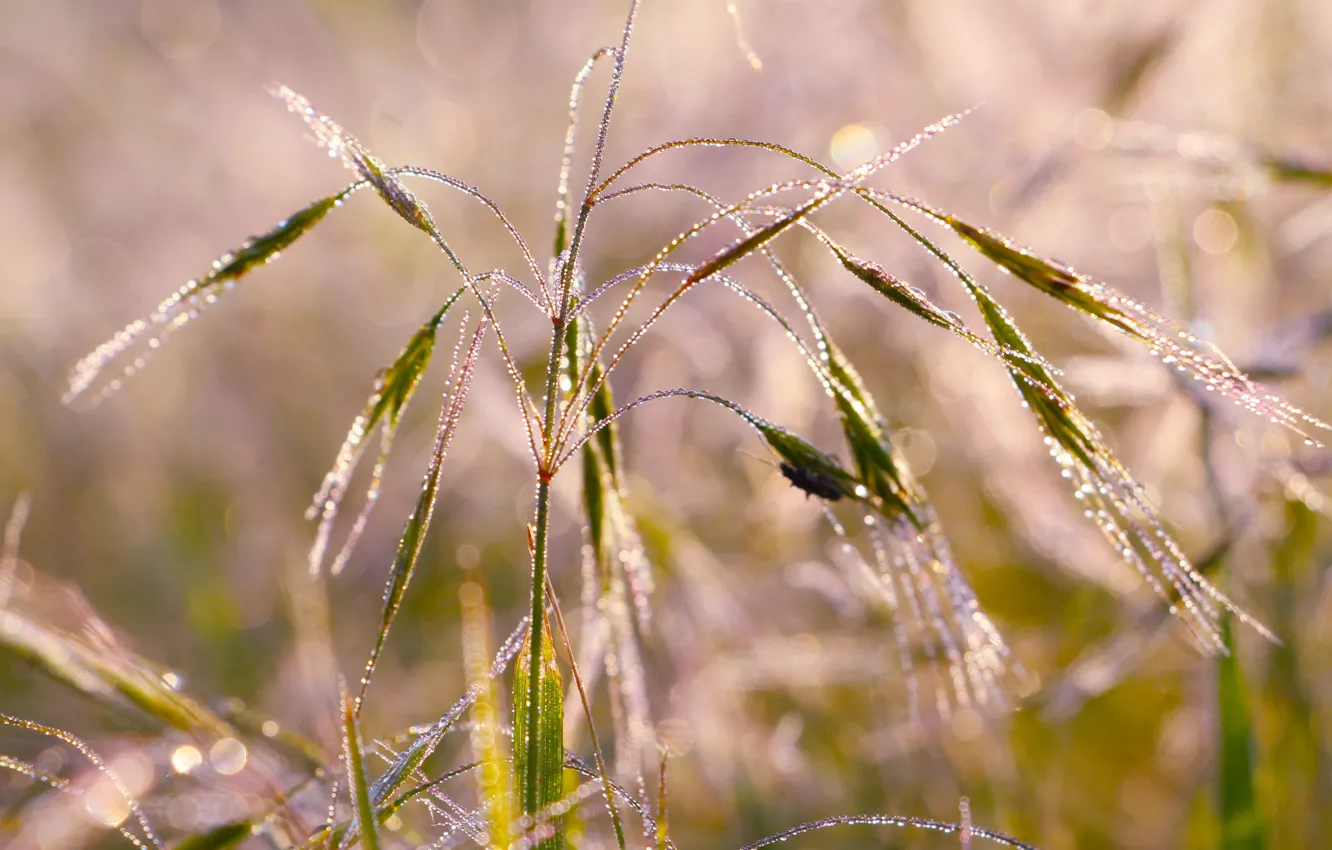 Photo wallpaper field, water, dew, meadow, greek