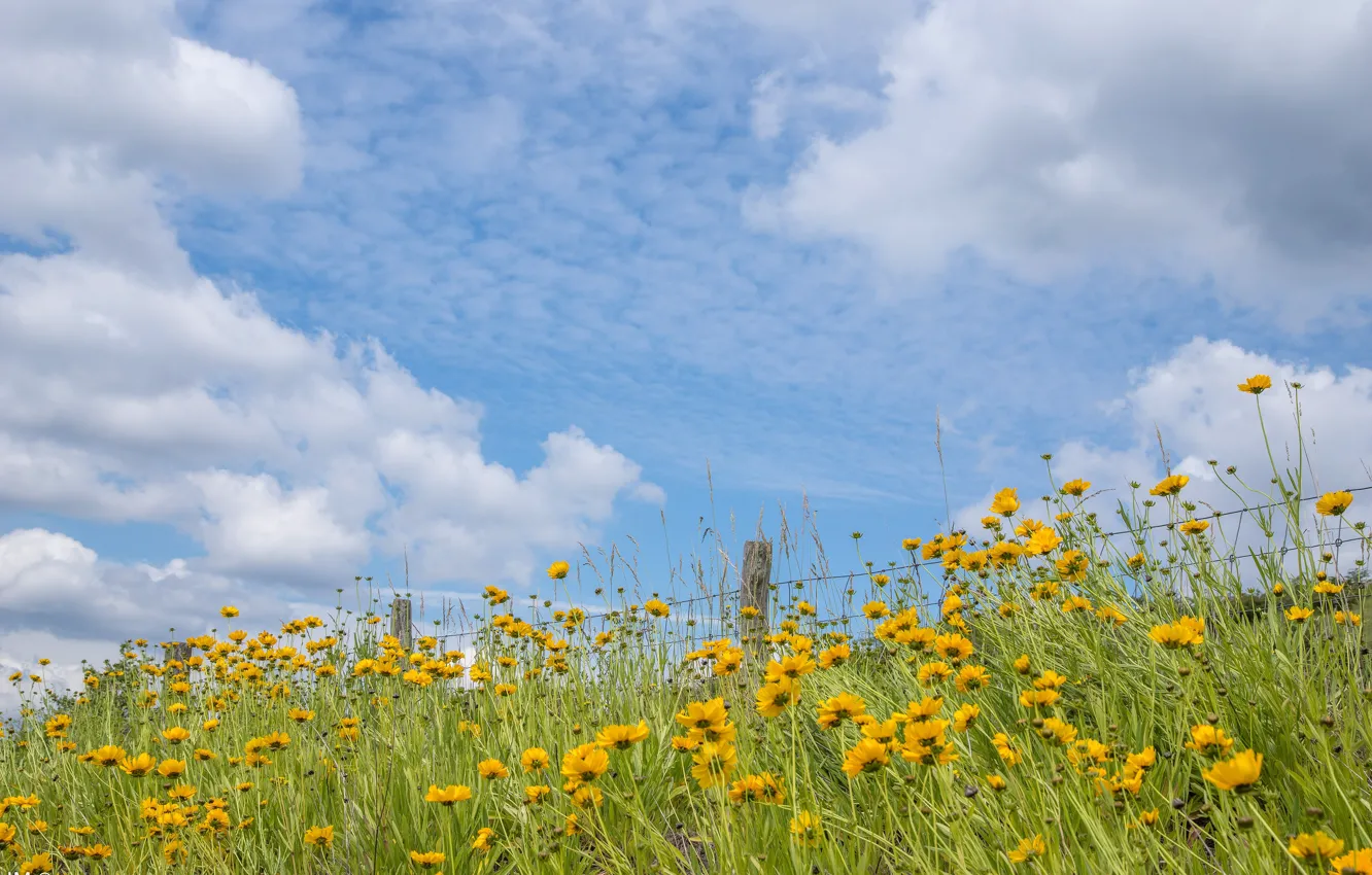 Photo wallpaper greens, summer, the sky, clouds, flowers, yellow, blue, blue