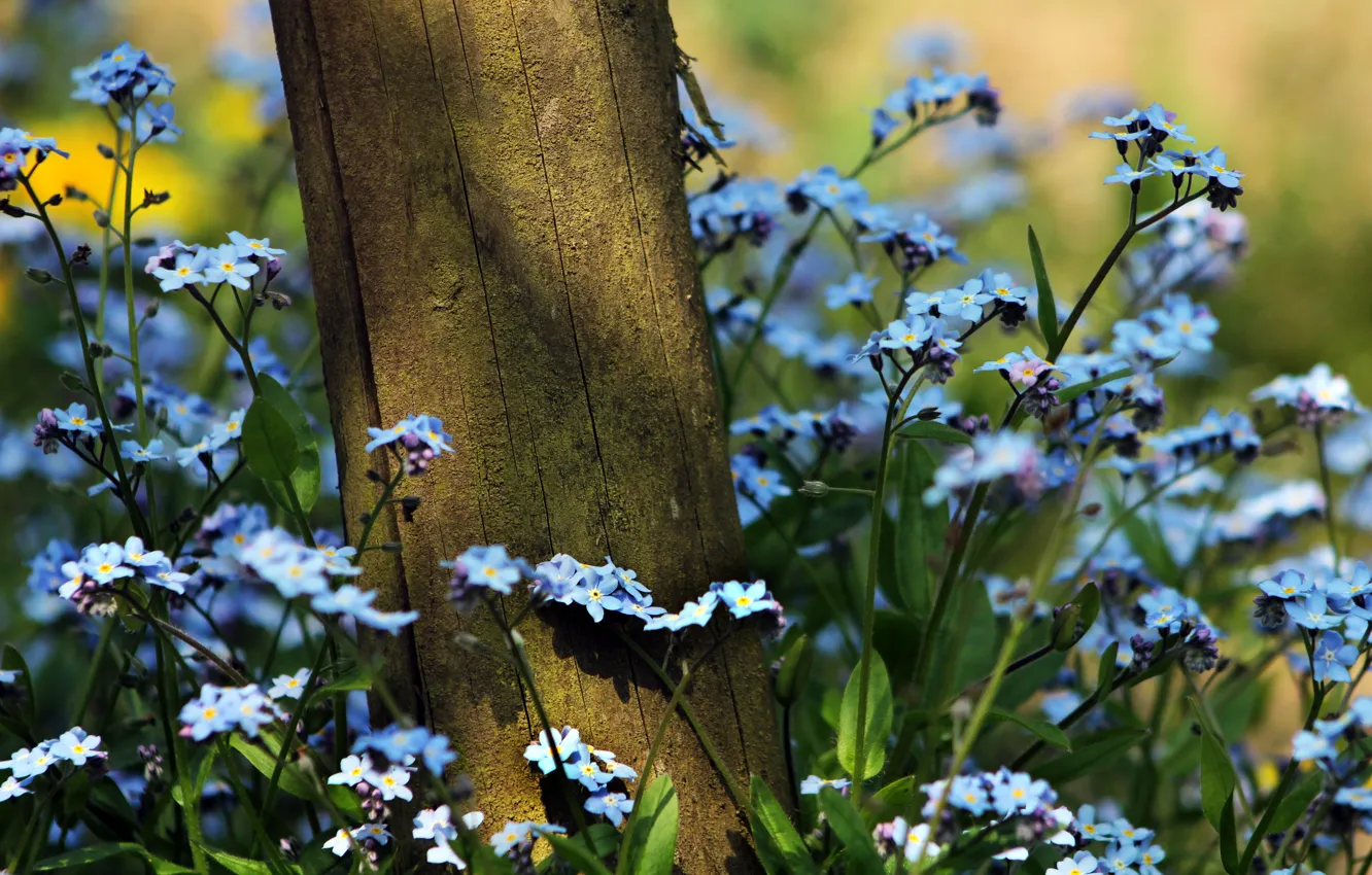 Photo wallpaper summer, grass, flowers, nature, tree, plants, forget-me-nots