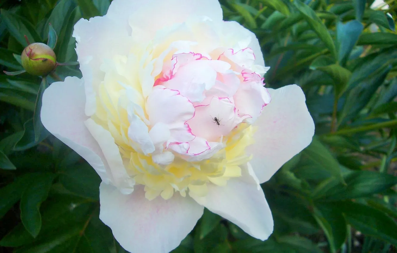 Photo wallpaper garden, ants, peonies
