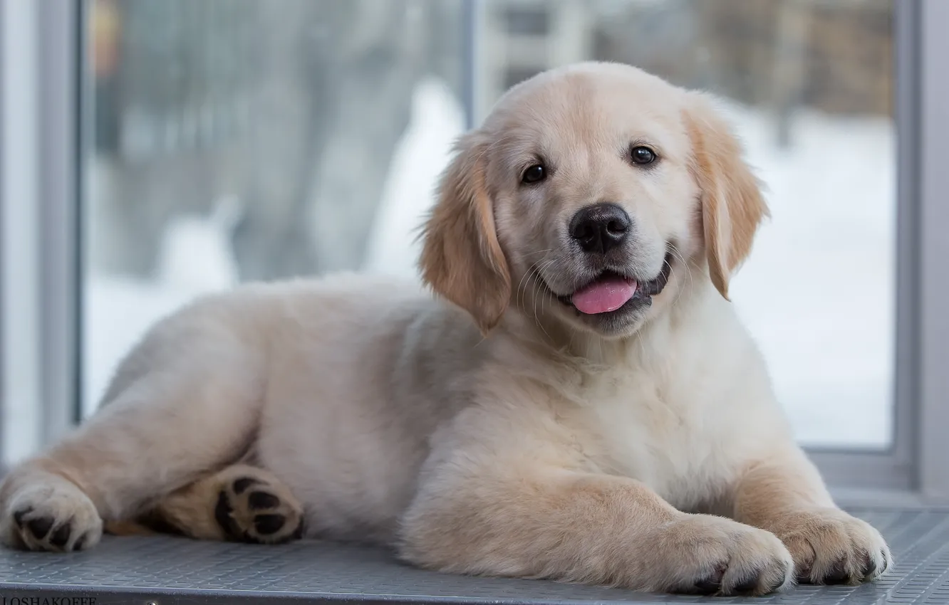 Photo wallpaper baby, puppy, Retriever, Golden