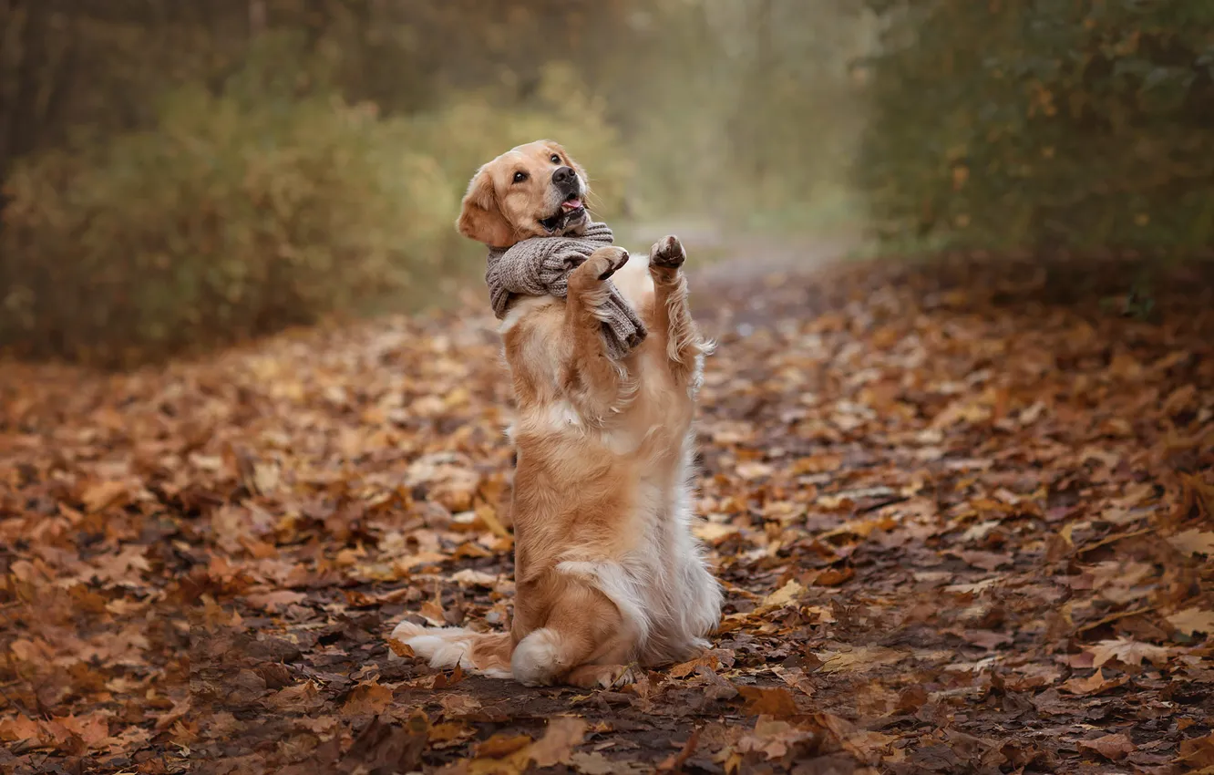 Photo wallpaper autumn, language, pose, Park, foliage, dog, paws, scarf