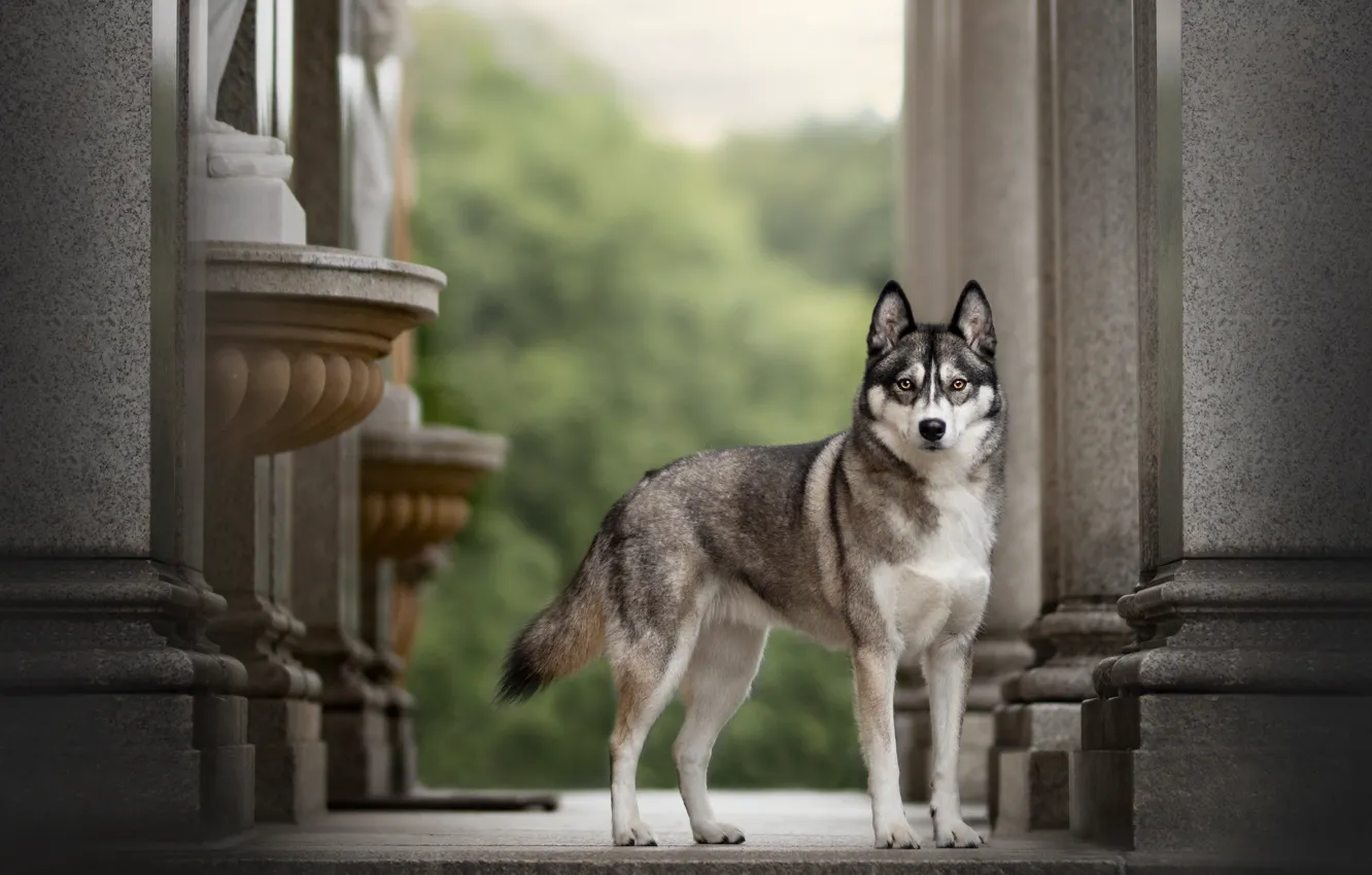 Photo wallpaper look, grey, dog, puppy, columns, sculpture, the room, husky