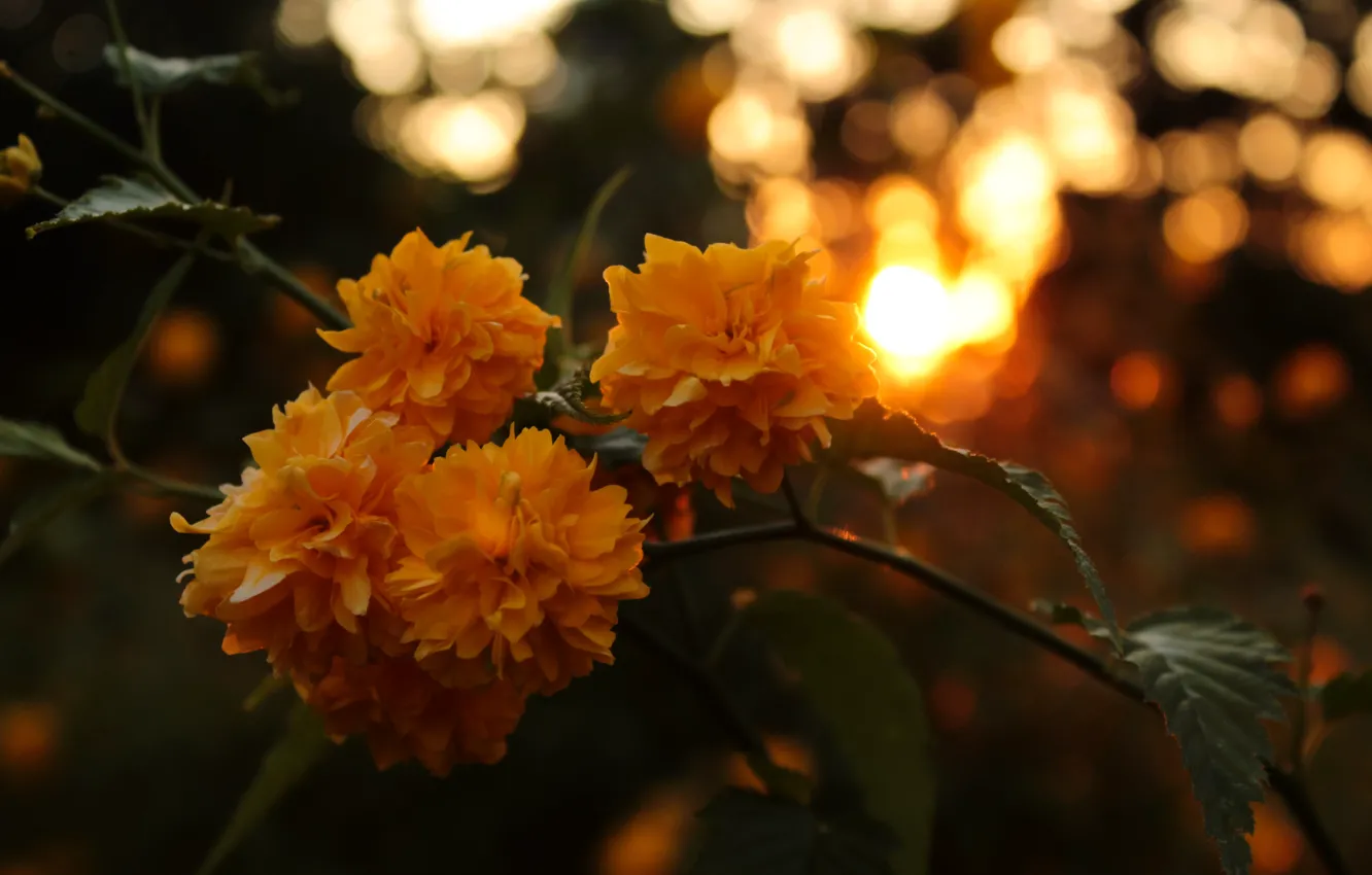 Photo wallpaper flowers, bokeh, fauna, flora