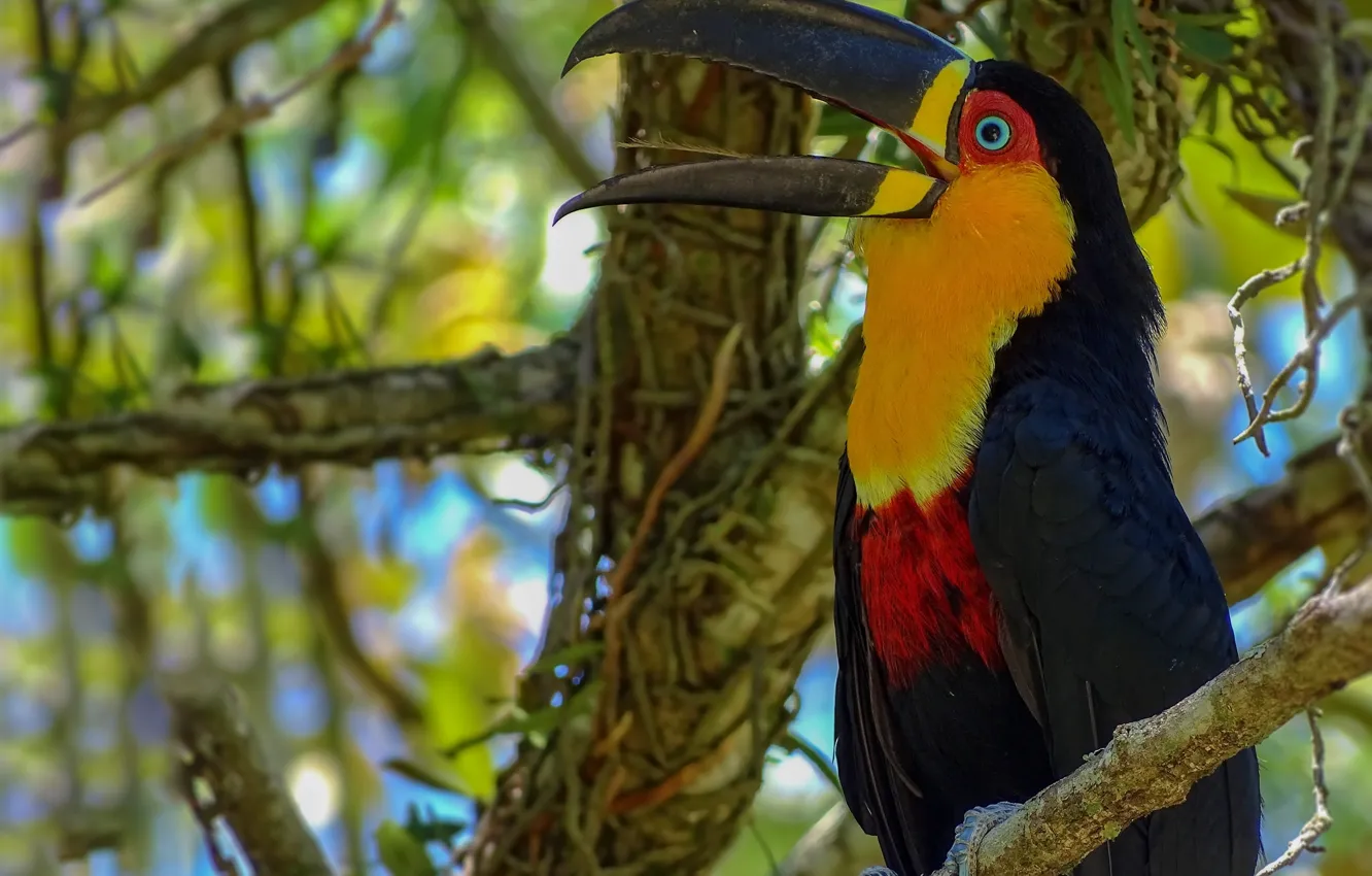 Photo wallpaper branches, bird, beak, Toucan