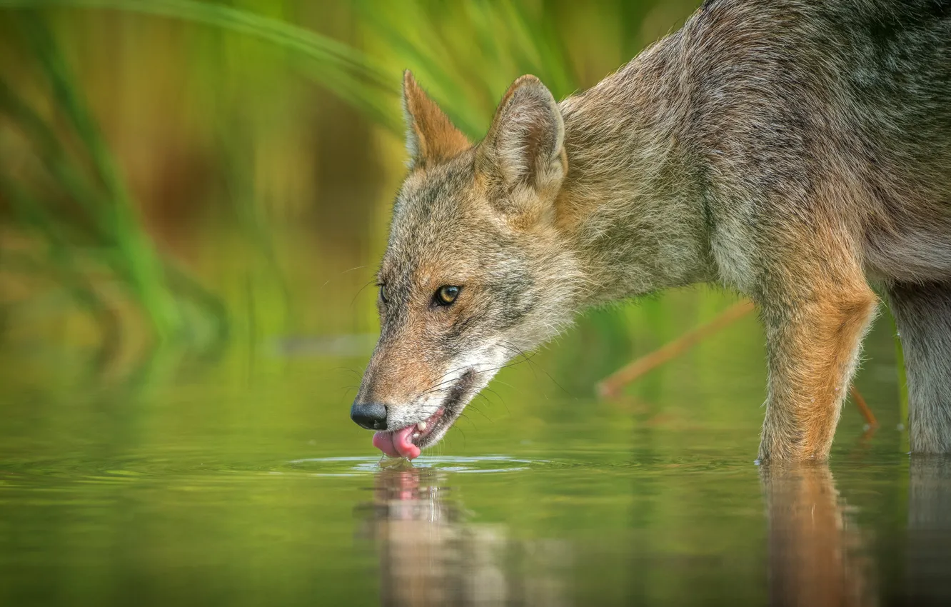 Photo wallpaper language, grass, look, face, pose, reflection, thirst, shore