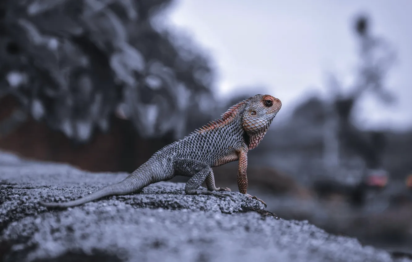 Photo wallpaper nature, animal, Wallpaper, wallpaper, picture, nature, iguana, reptile