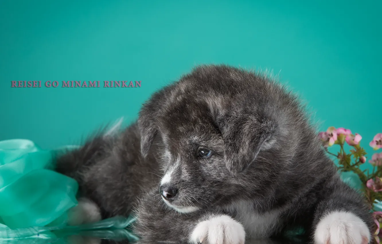 Photo wallpaper smoky, doggie, puppy, grey, Akita, Japanese