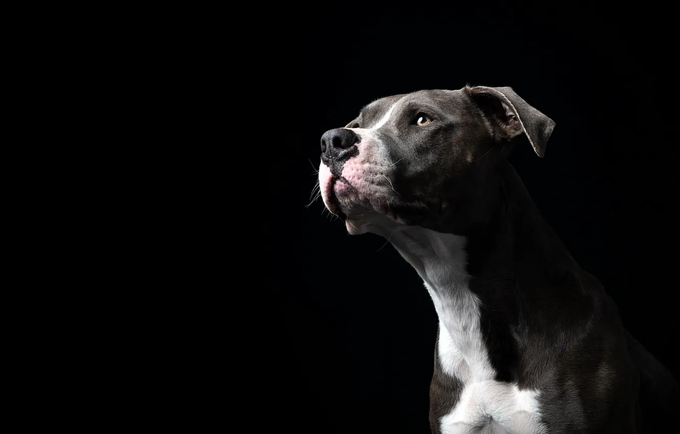 Photo wallpaper face, portrait, dog, black background, American Staffordshire Terrier, Amstaff