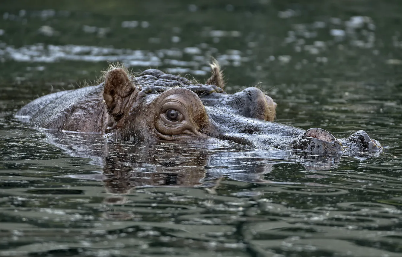 Photo wallpaper water, nature, Hippo