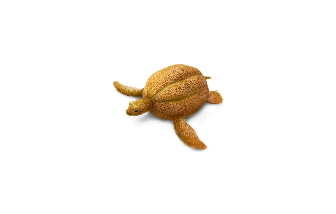 Photo wallpaper white, turtle, pumpkin, the combination, melon, background.sea
