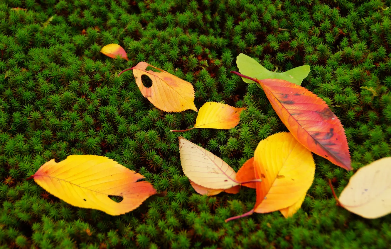 Photo wallpaper autumn, leaves, moss, plants