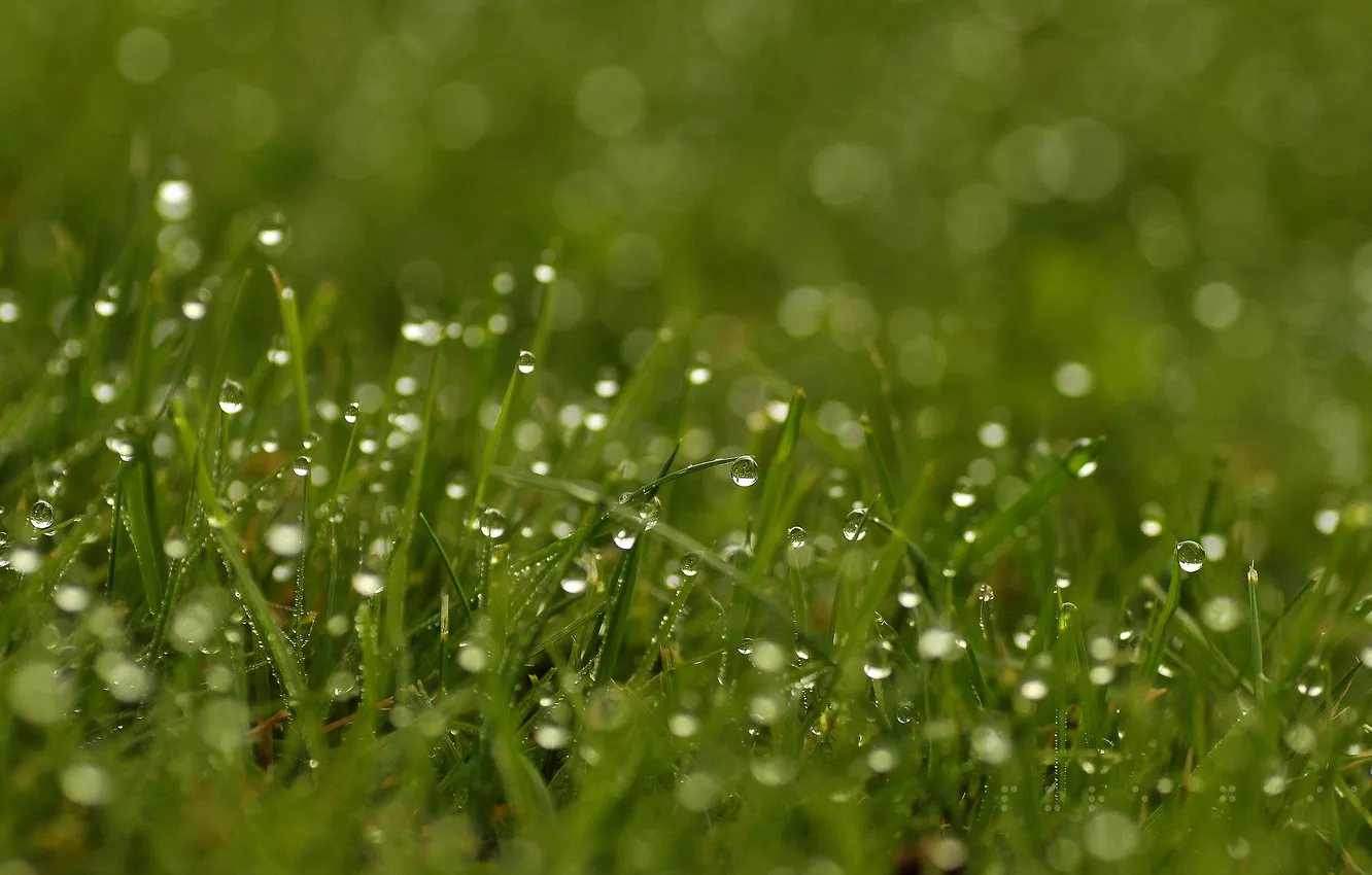 Photo wallpaper greens, grass, drops, macro, freshness, Rosa, glare, green