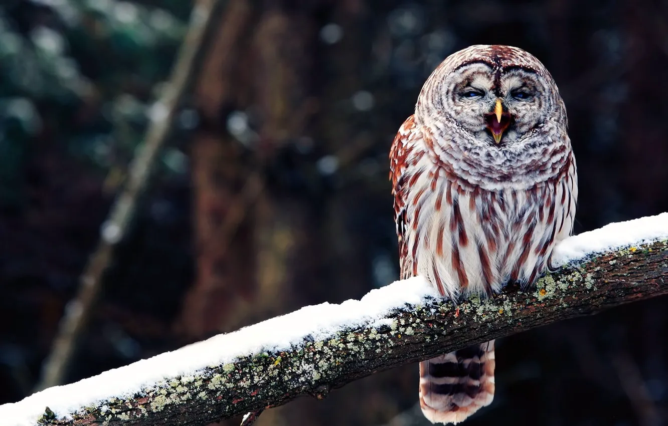 Photo wallpaper snow, tree, birds, branch, animal themes, beige and brown owl