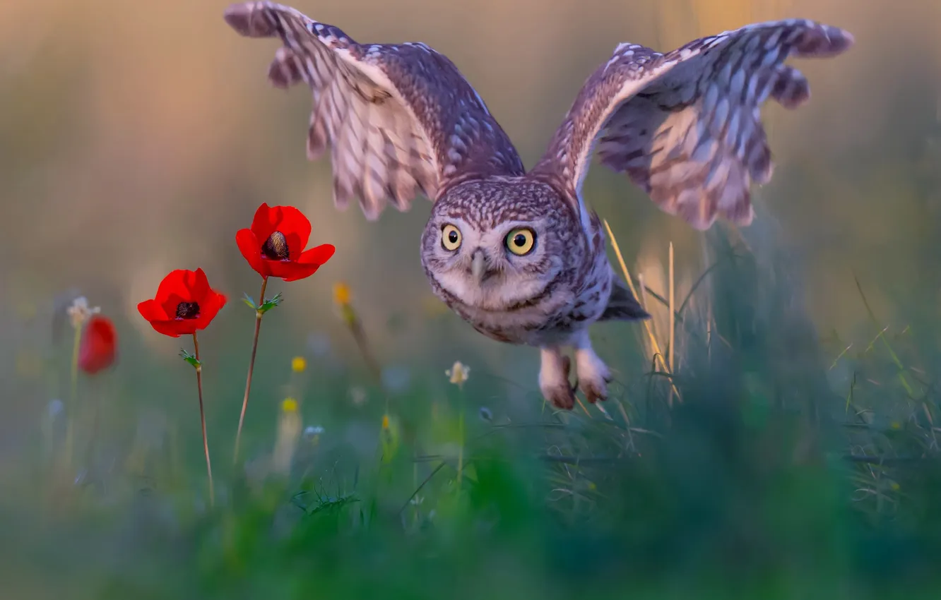 Photo wallpaper bird, flight, wings, owl