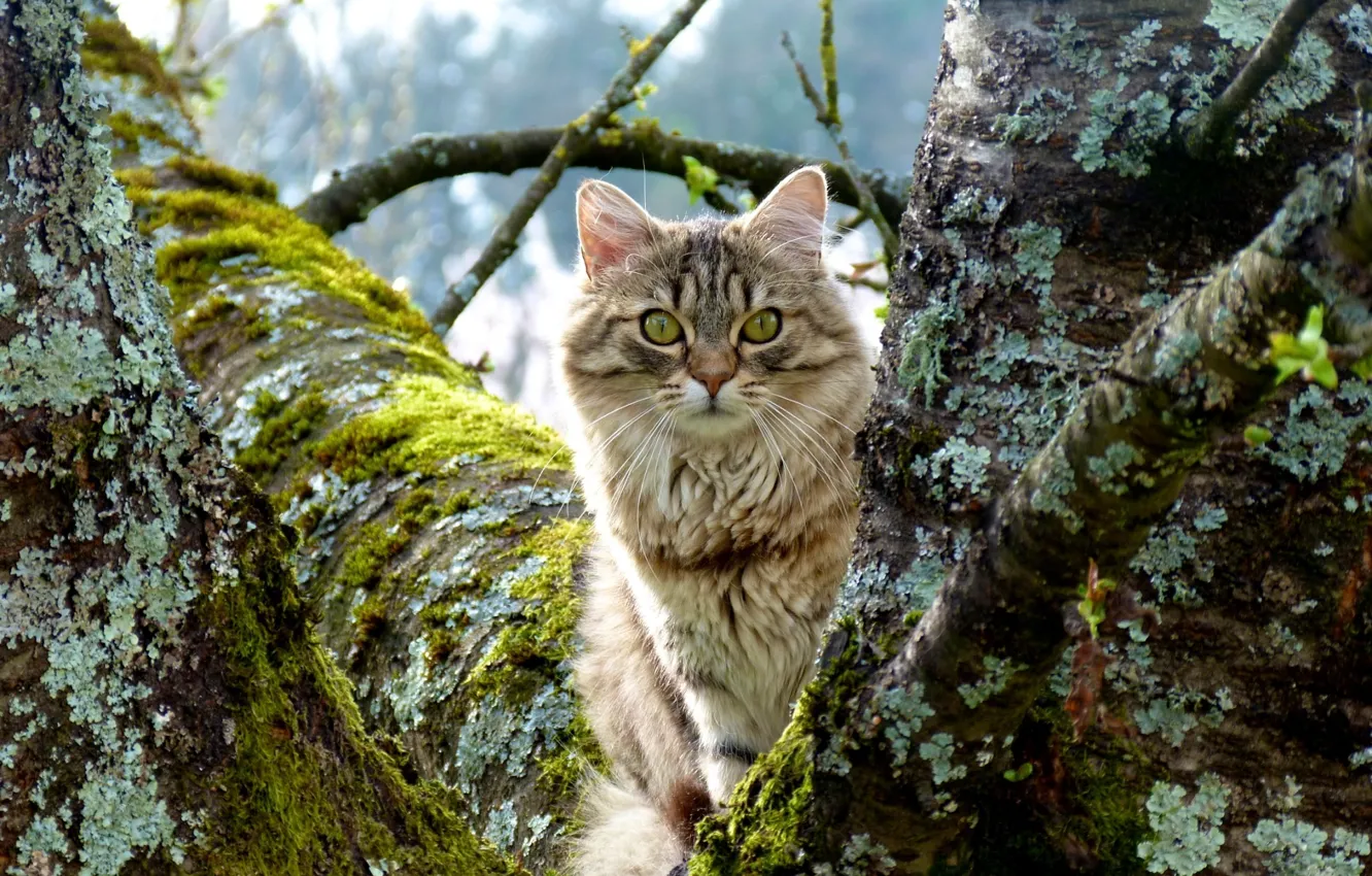 Photo wallpaper cat, macro, trees, moss, trunk, hunter