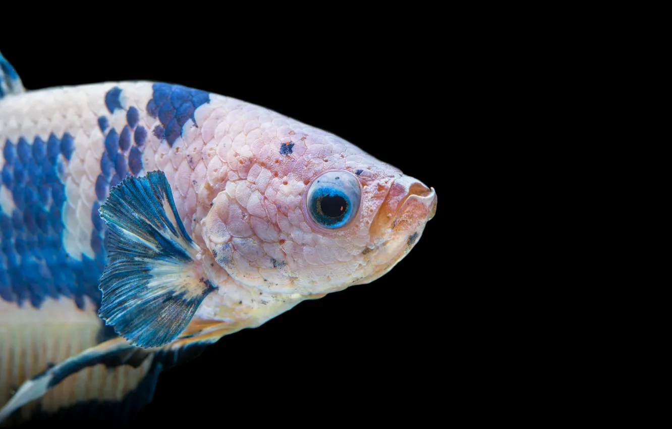Photo wallpaper white, blue, fish, betta
