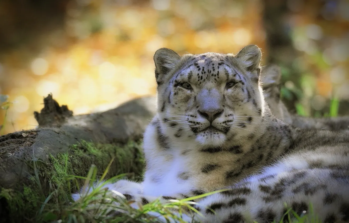 Photo wallpaper predator, IRBIS, snow leopard