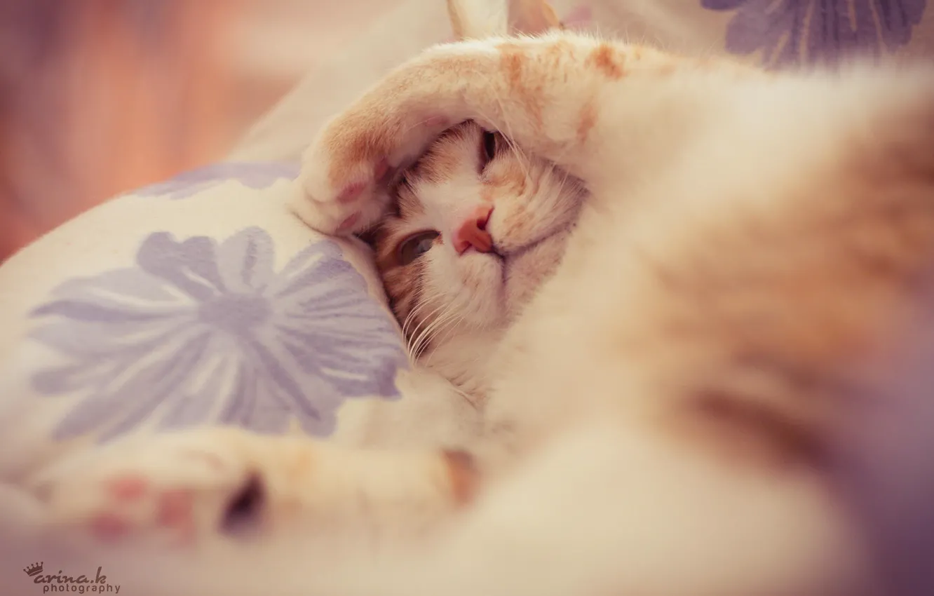 Photo wallpaper cat, legs, sleeping, Sonia