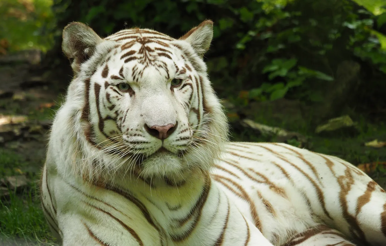 Photo wallpaper tiger, Cat, white tiger