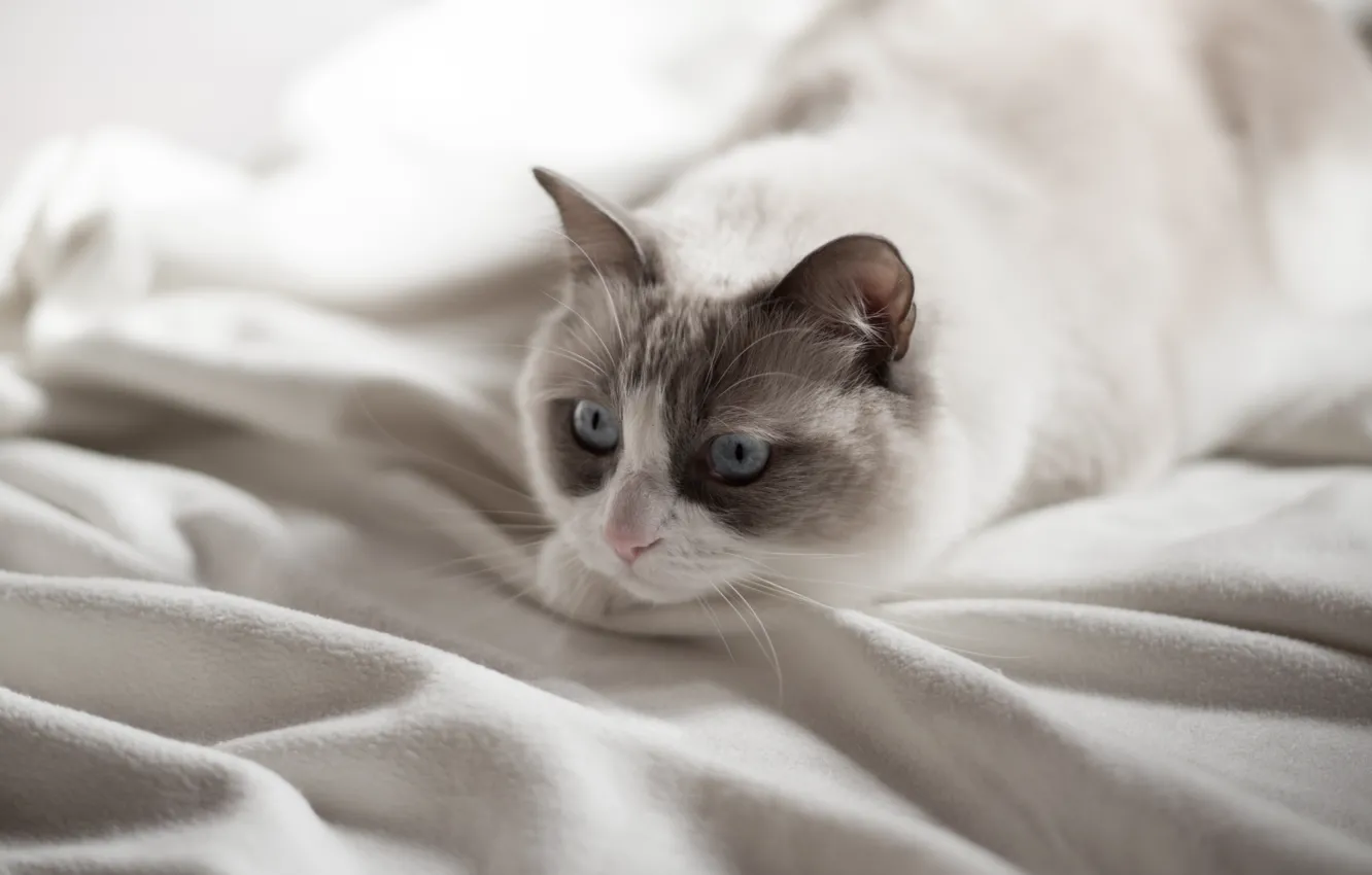 Photo wallpaper cat, eyes, look, blue