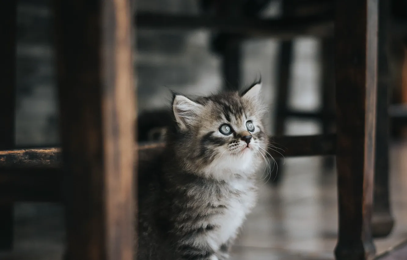 Photo wallpaper cat, look, the dark background, table, grey, Board, furniture, baby