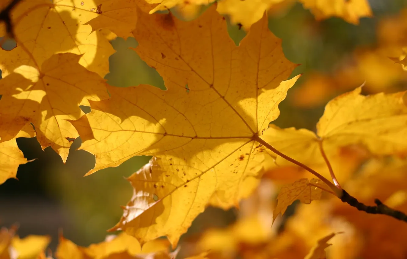 Photo wallpaper autumn, leaves, macro, yellow, color