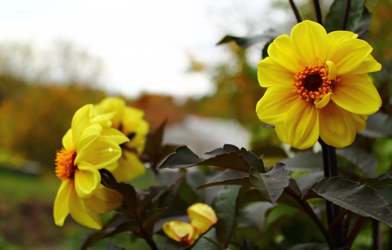 Photo wallpaper leaves, macro, flowers, dahlias