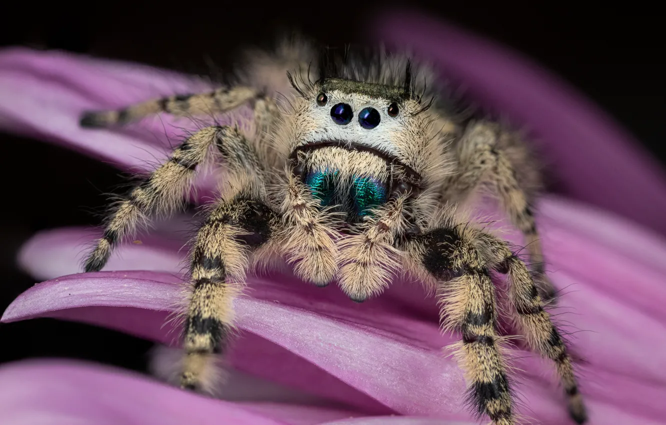 Photo wallpaper white, look, macro, flowers, spider, petals, pink, jumper