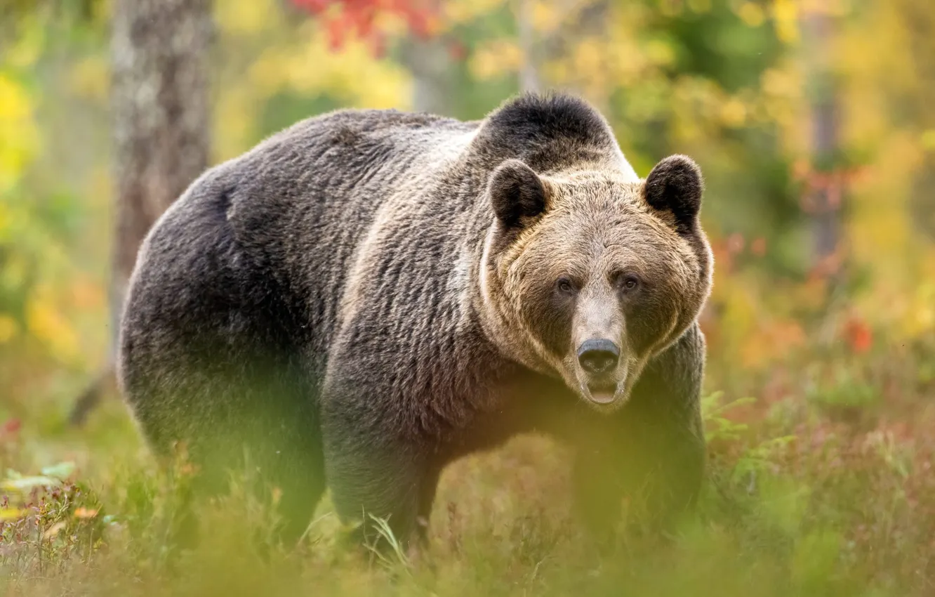 Photo wallpaper autumn, forest, bear