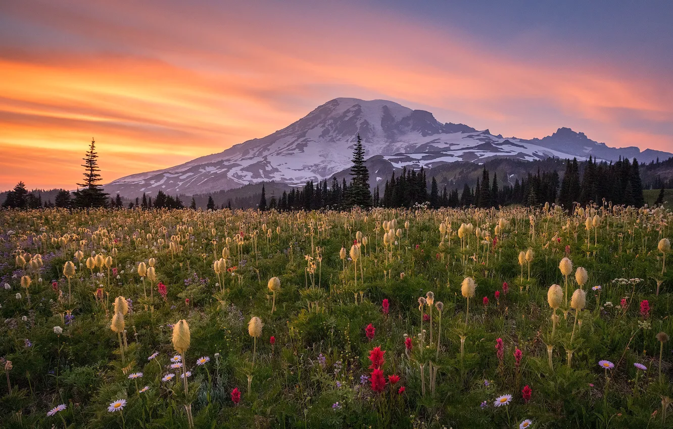 Photo wallpaper sunset, flowers, mountains, meadow, Mount Rainier, The cascade mountains, Washington State, Cascade Range