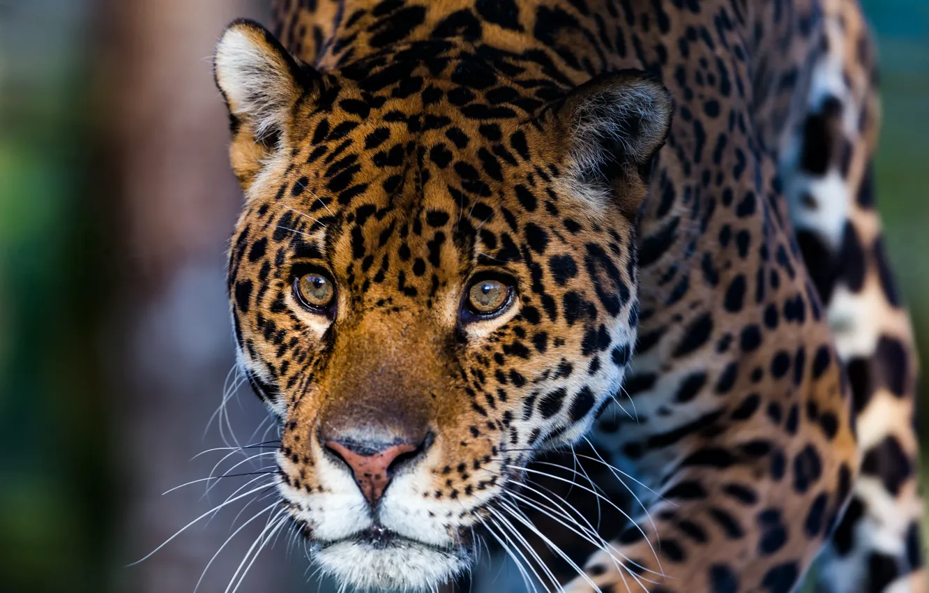 Photo wallpaper eyes, face, Panther, color