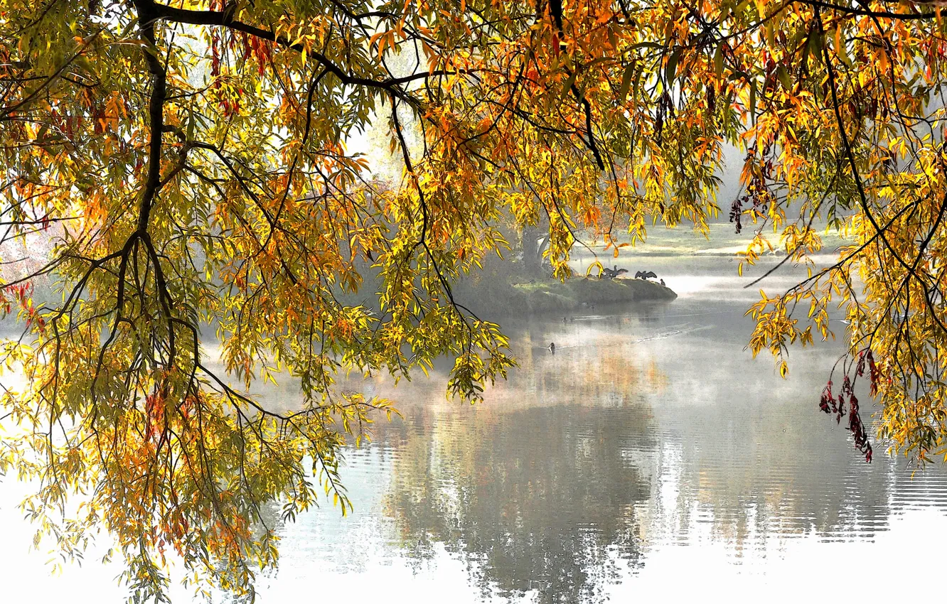Photo wallpaper autumn, trees, lake, Park, branch