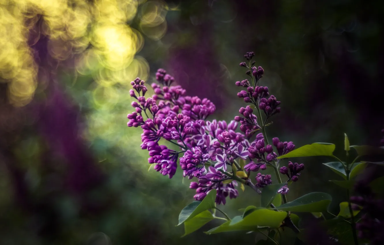 Photo wallpaper branches, bunch, lilac