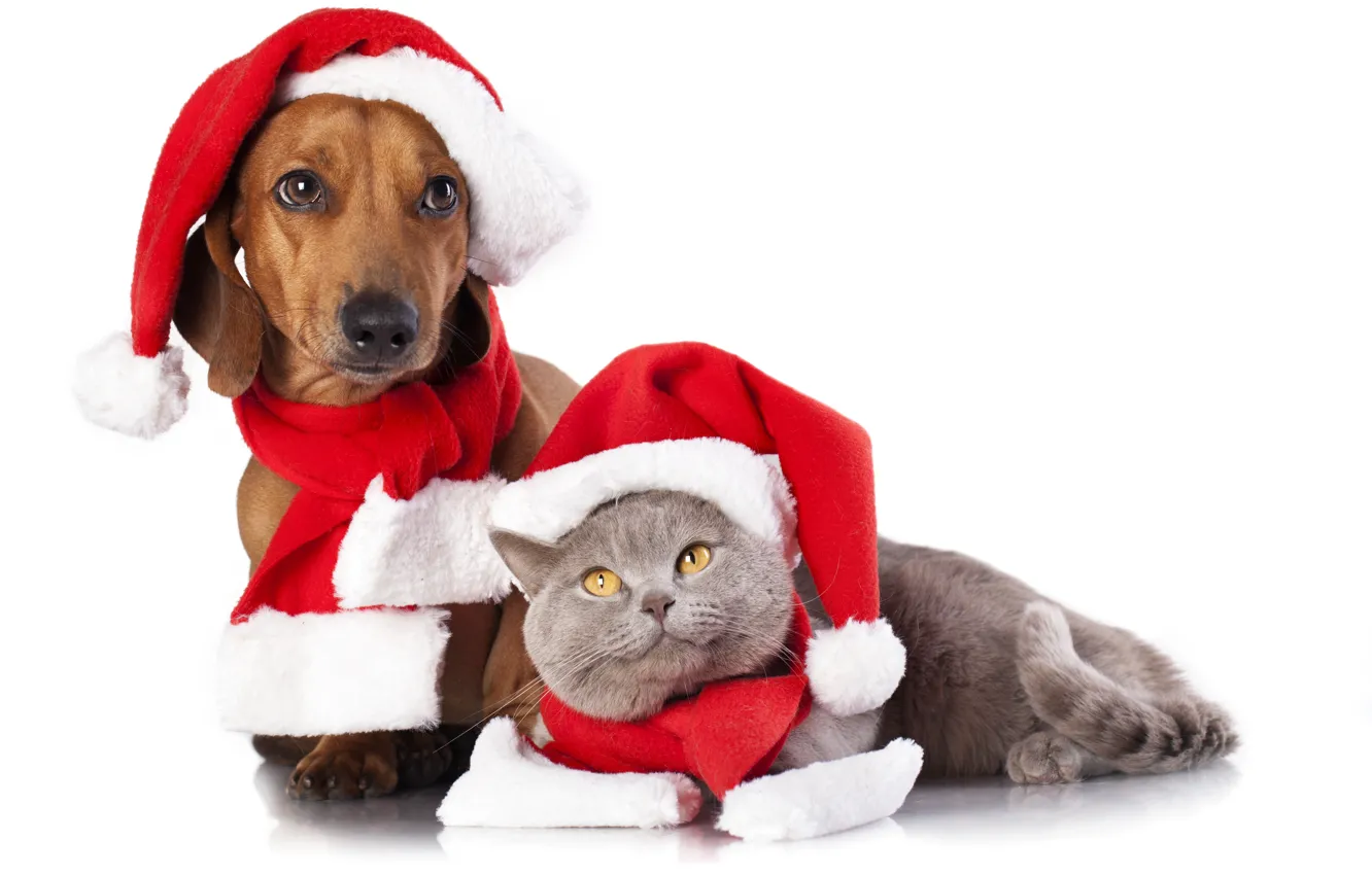 Photo wallpaper cat, dog, scarf, cap