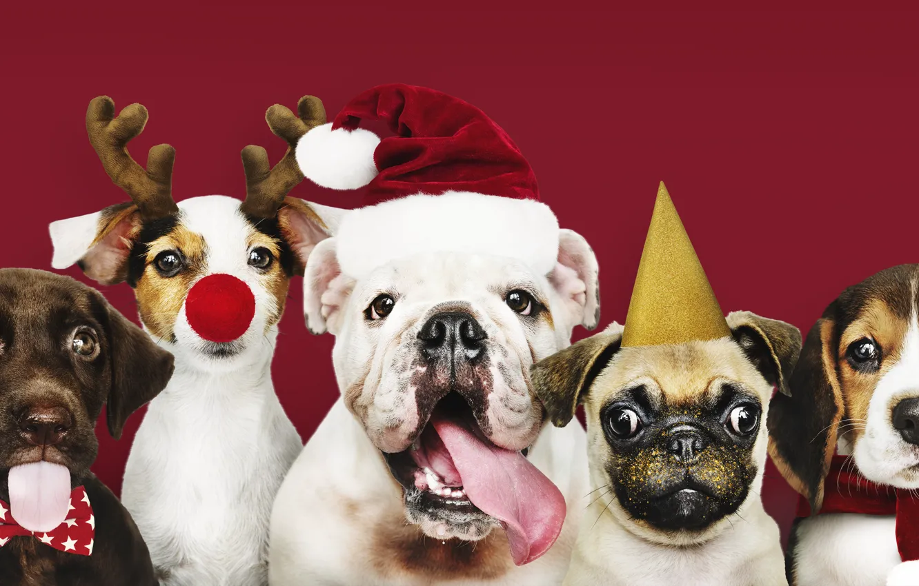 Photo wallpaper new year, dog, Christmas, puppy, Santa, Christmas, puppy, dog