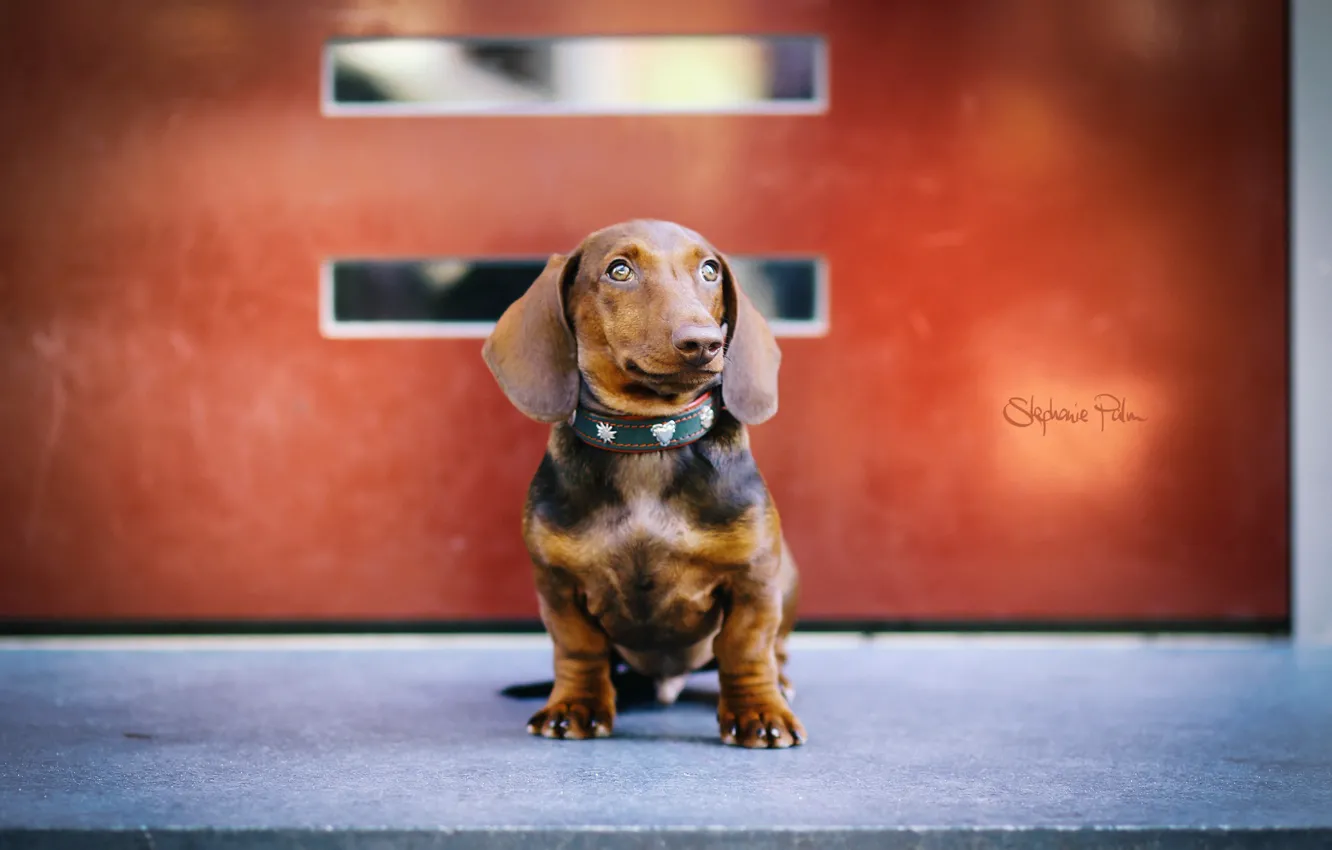 Photo wallpaper look, each, dog