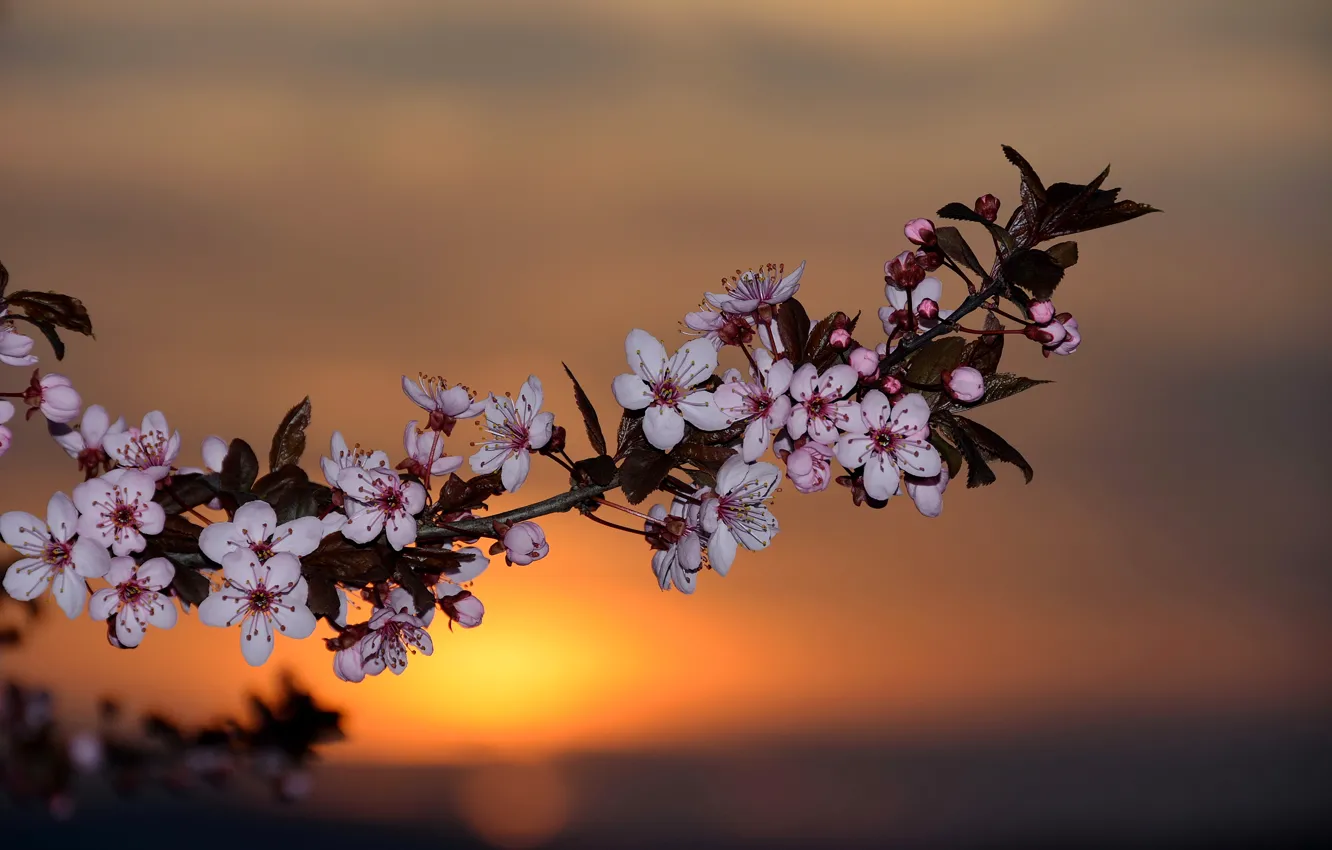 Photo wallpaper dawn, branch, spring, flowers, Spring, sunrise, flowering