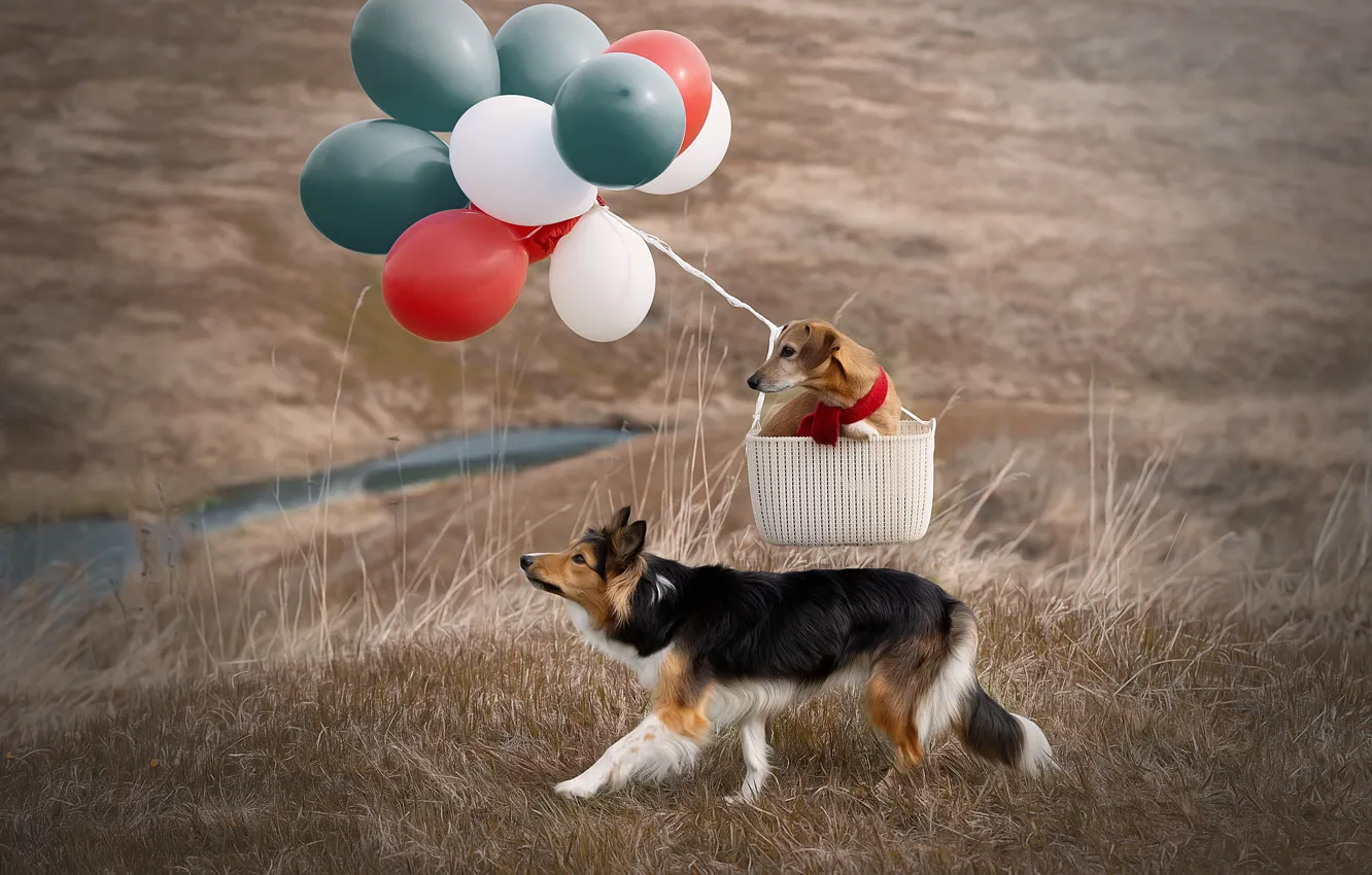Photo wallpaper grass, nature, balloons, basket, dog, pair, Svetlana Pisareva