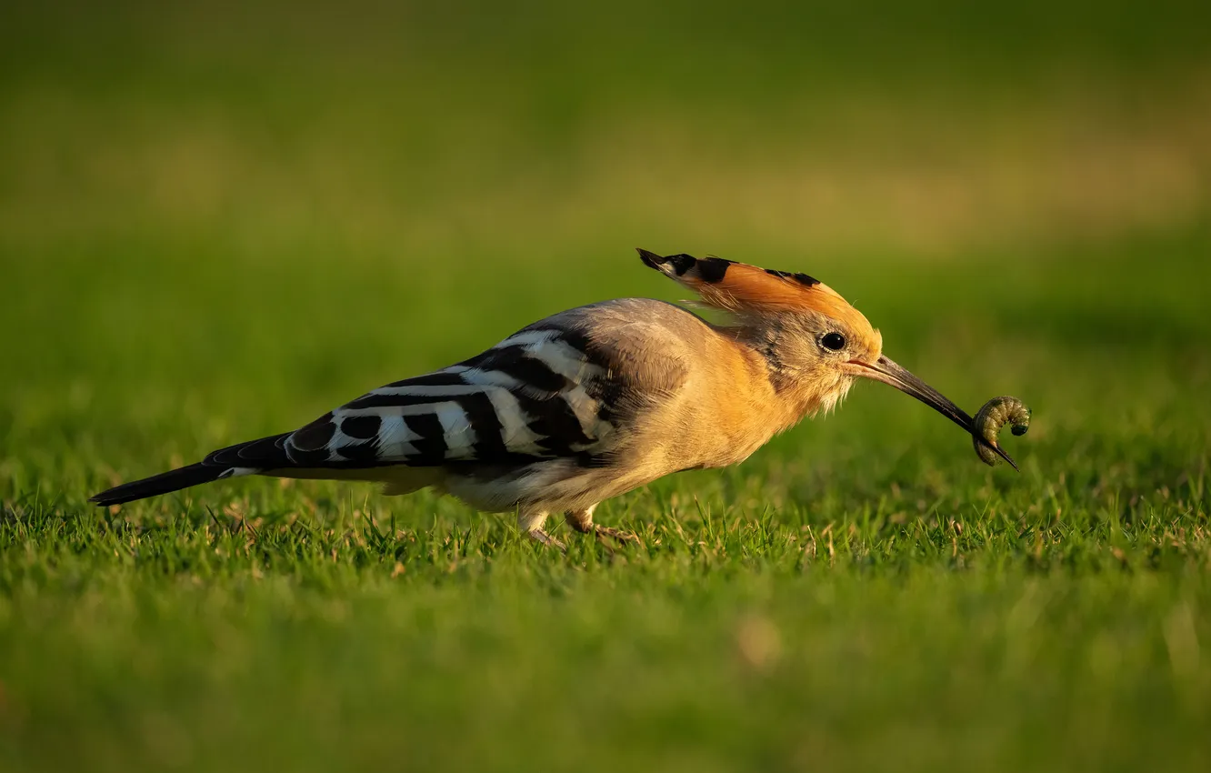 Photo wallpaper bird, the worm, hoopoe
