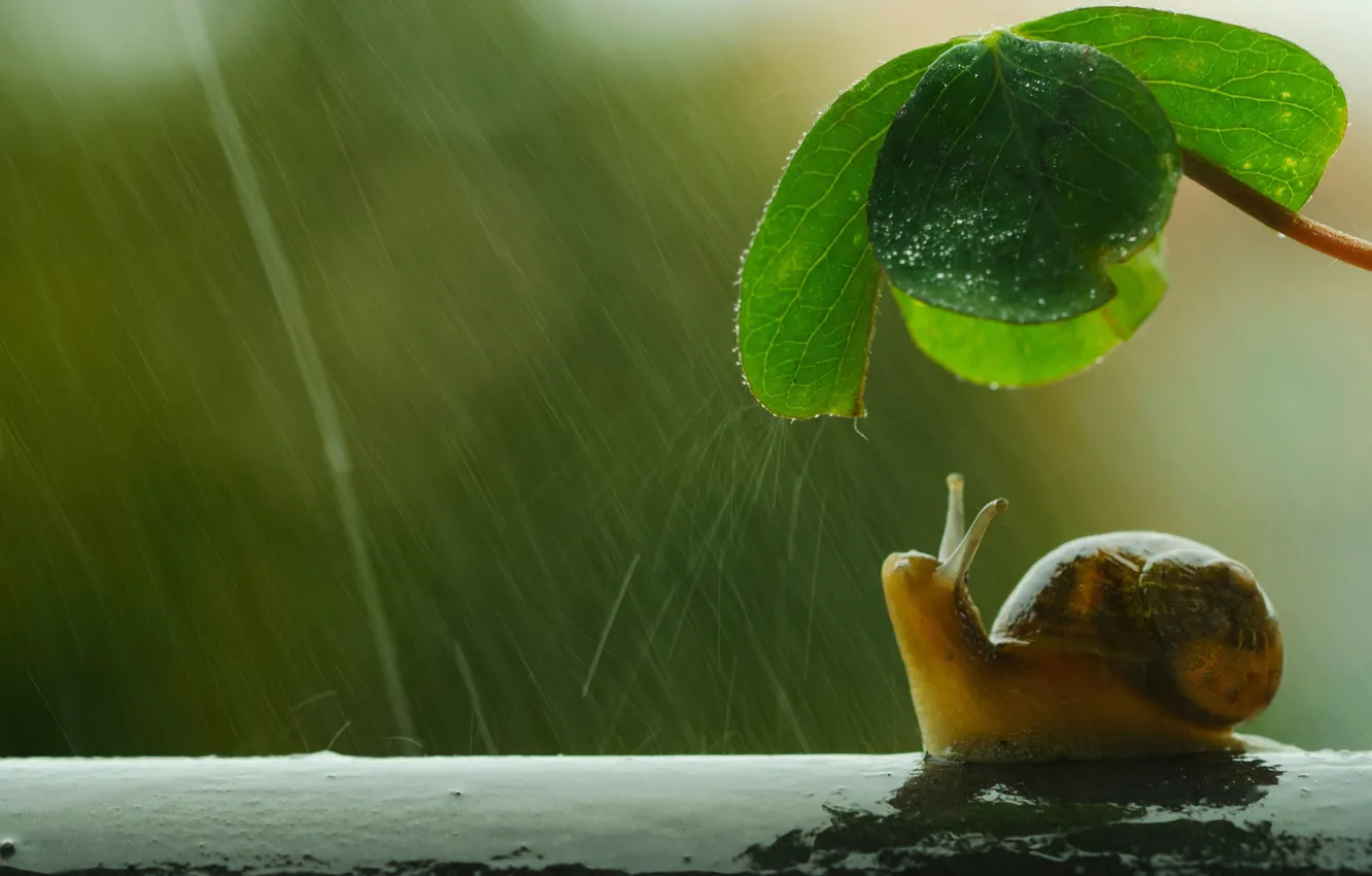 Photo wallpaper macro, umbrella, rain, snail, leaf
