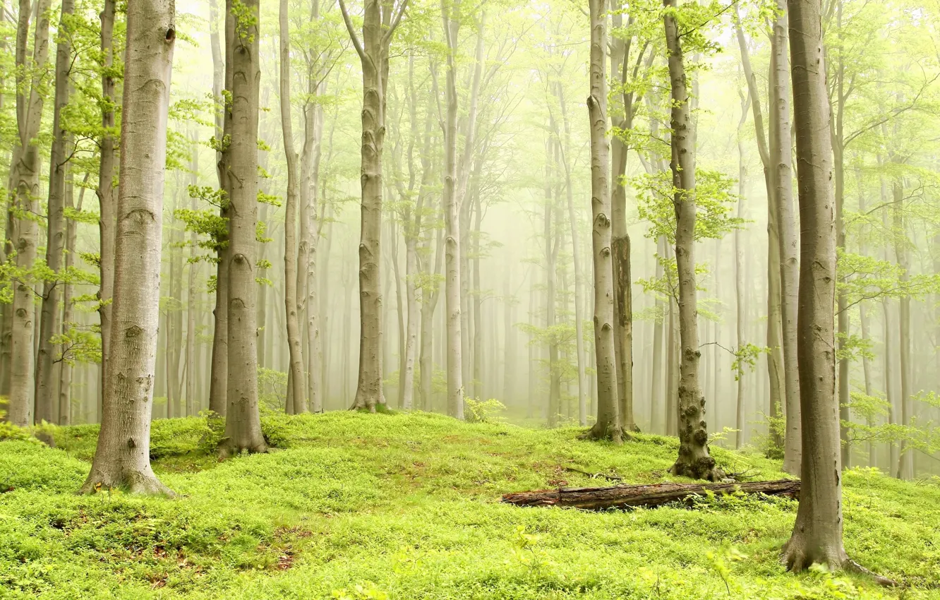 Photo wallpaper forest, nature, fog, morning, forest, bright, foggy