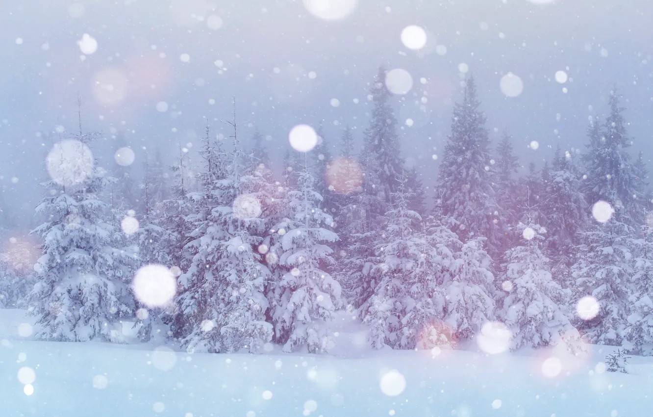 Photo wallpaper winter, forest, snow, fog, treatment, ate, the snow, haze