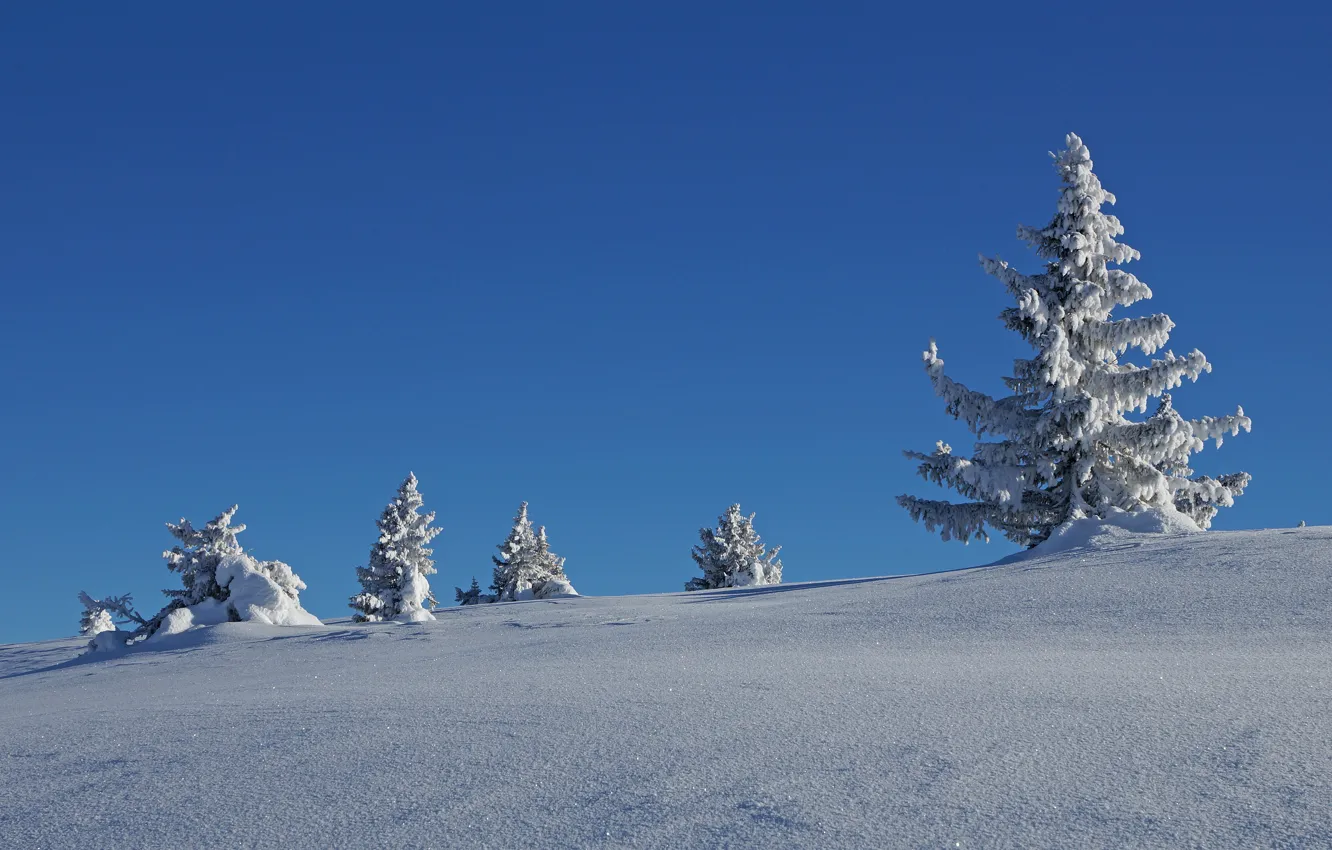 Photo wallpaper winter, forest, the sky, snow, blue, in the snow, ate, the snow