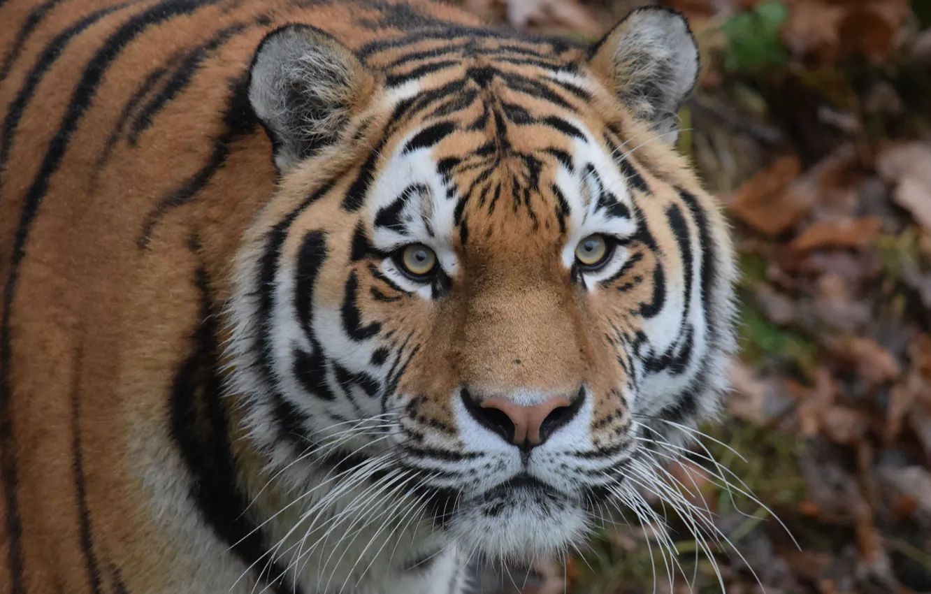 Photo wallpaper eyes, look, face, The Amur tiger