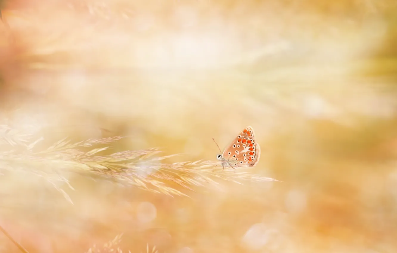 Photo wallpaper light, nature, butterfly